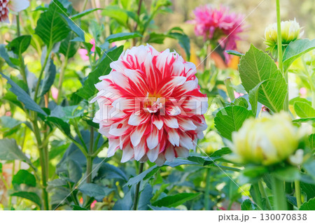 Blooming flower. Dahlia bush with fleshy leaves and flower. Hybrids is grown in cottage garden. Sunny day. 130070838