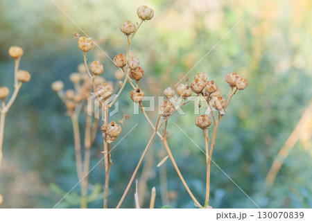 Ruta seeds grow in vegetable garden in autumn. Ruta graveolens grows in sunny autumn. Aromatic Ruta growing outdoors. 130070839