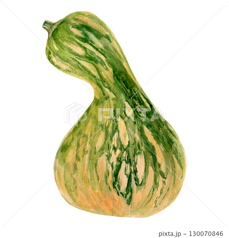 Watercolor hand drawn autumn illustration of an orange-green squash. Cucubrita moschata 130070846