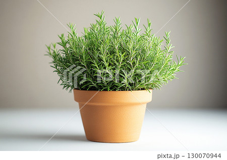 Potted rosemary plant with needle-like leaves on a white background. Herb in pot. Potted rosemary plant with needle-like leaves on a white background. Herb in pot. 130070944
