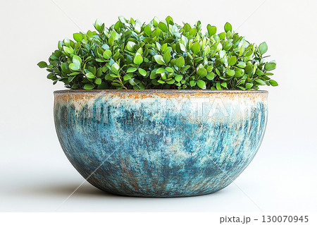 Potted beauty plant. Boxwood bush which is trimmed in the shape of a circle is growing in vintage rural pot with fleshy leaves. Potted beauty plant. Boxwood bush which is trimmed in the shape of a circle is growing in vintage rural pot with fleshy leaves. 130070945