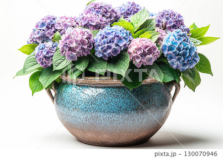 Big Hydrangea bush in rustic pot with fleshy leaves and pink flowers on a white background. Big Hydrangea bush in rustic pot with fleshy leaves and pink flowers on a white background. 130070946