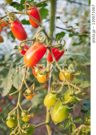 Organic tomatoes grown in a greenhouse, selective focus. Organic tomatoes grown in a greenhouse, selective focus. 130071067