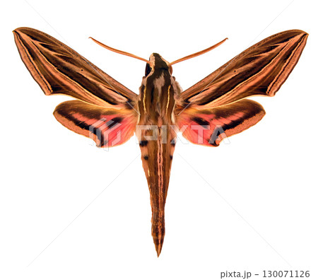 Isolated view of a Sphingidae hawkmoth showcasing its striking patterns and colors. The moth's wings are outstretched, emphasizing its unique anatomy and beauty. Isolated view of a Sphingidae hawkmoth showcasing its striking patterns and colors. The moth's wings are outstretched, emphasizing its unique anatomy and beauty. 130071126