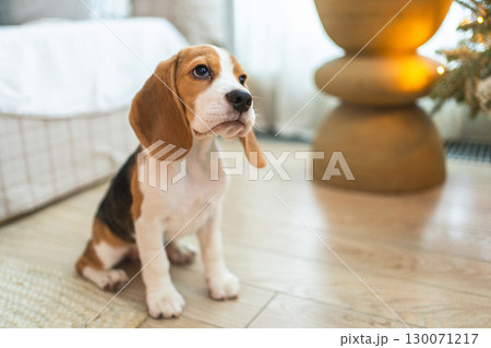 Funny portrait cute puppy dog beagle indoor. Pet dog resting at home. Puppy dog indoors in domestic room. Funny emotional dog having playful mood. Love for pets friendship companion pet care Funny portrait cute puppy dog beagle indoor. Pet dog resting at home. Puppy dog indoors in domestic room. Funny emotional dog having playful mood. Love for pets friendship companion pet care 130071217