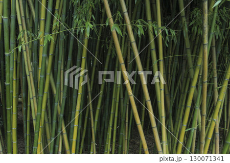 Bamboo thickets Bamboo thickets 130071341