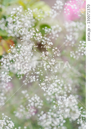 White Gypsophila Flowers in Bloom 130071370