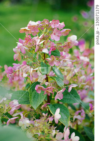 Pink flowering stage of Wims Red hydrangea Pink flowering stage of Wims Red hydrangea 130071379