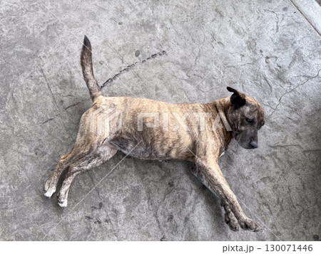 Stray dog resting on concrete ground. Animal welfare, urban life and outdoor resilience in city environment. 130071446
