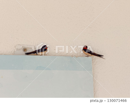 Two swallows resting on a wall with light background. Wildlife, simplicity, and coexistence in the urban environment. 130071466