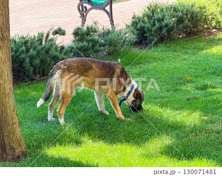 A dog sniffing the grass in the park on a sunny day. Animal life, curiosity, and connection with nature. A dog sniffing the grass in the park on a sunny day. Animal life, curiosity, and connection with nature. 130071481