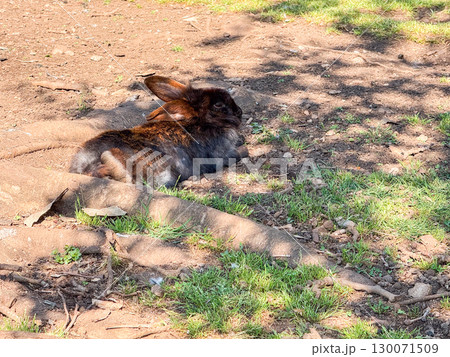 A black rabbit resting on sunlit ground in a natural outdoor area. Peaceful moment of wildlife, rustic calmness and simple existence. 130071509