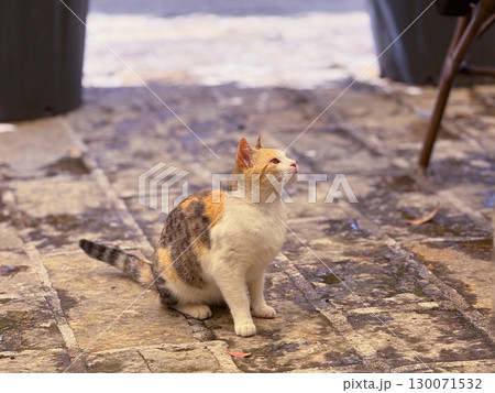 Tricolor cat sitting on stone pavement. Feline expression, peaceful moment and urban adaptation in outdoor life. Tricolor cat sitting on stone pavement. Feline expression, peaceful moment and urban adaptation in outdoor life. 130071532