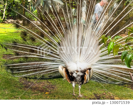 Back view of a peacock displaying feathers in full spread. Rear perspective, tail details, and plumage symmetry creating a unique wildlife observation. 130071539