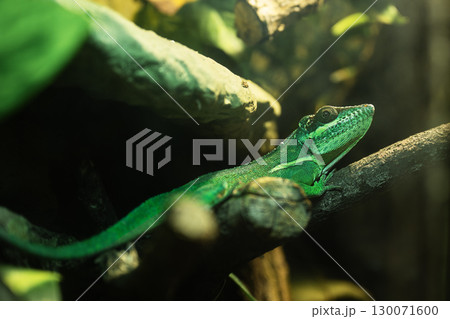 Green Anole Lizard On Tree Branch In Terrarium. Carolina Anole Chameleon in Zoo. Green Anole Lizard On Tree Branch In Terrarium. Carolina Anole Chameleon in Zoo. 130071600