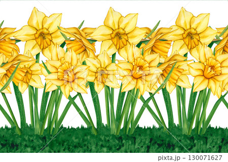 Seamless border of yellow daffodils. Watercolor hand drawn floral illustration of a meadow with flowers. Seamless watercolor border of yellow flowers. Daffodil border for packaging, cards, textiles. 130071627