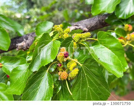 branch with leaves and fruits of white mulberry close-up branch with leaves and fruits of white mulberry close-up 130071750