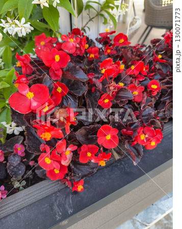 Colourful flower background. Blooming begonia in a flowerpots 130071773