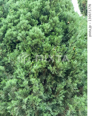 Italian cypress background or Mediterranean cypress background in close-up macro view shows green leaves of cypress plants Italian cypress background or Mediterranean cypress background in close-up macro view shows green leaves of cypress plants 130071776
