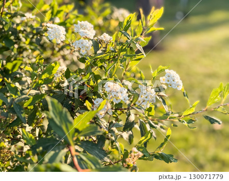Spiraea cantoniensis bridal wreath spirea white flower clusters spring shrub 130071779