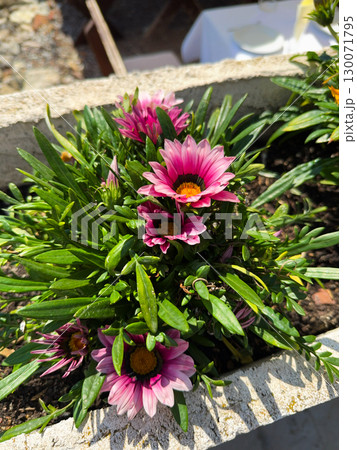 Gazania flower head closeup on flowerbed in summer 130071795