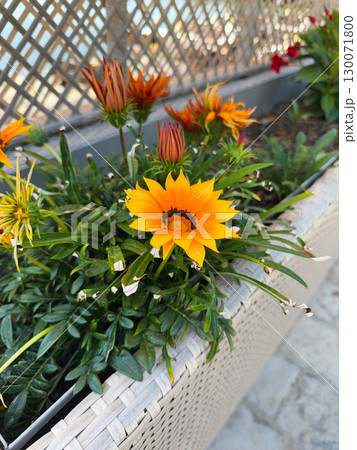 Gazania flower head closeup on flowerbed in summer Gazania flower head closeup on flowerbed in summer 130071800