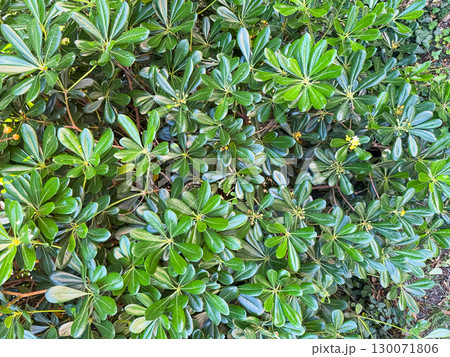 Shiny green leaves of Pittosporum Tobira Nana background. Tropical leaves wallpaper 130071806