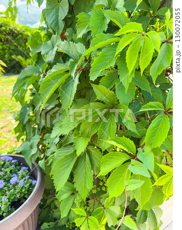Virginia creeper green natural wall. Natural texture of leaves. 130072055