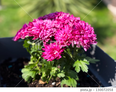 Beautiful Chrysanthemums flowers blooming in garden at spring day Beautiful Chrysanthemums flowers blooming in garden at spring day 130072058