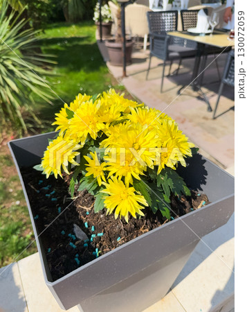 Beautiful Chrysanthemums flowers blooming in garden at spring day 130072059