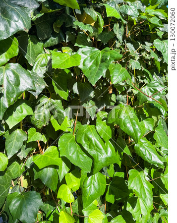 Common ivy, Hedera Helix, plant growing against the wall. Green leaves background. Common ivy, Hedera Helix, plant growing against the wall. Green leaves background. 130072060