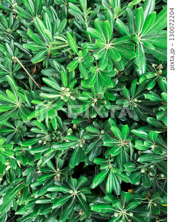 Shiny green leaves of Pittosporum Tobira Nana background. Tropical leaves wallpaper Shiny green leaves of Pittosporum Tobira Nana background. Tropical leaves wallpaper 130072204