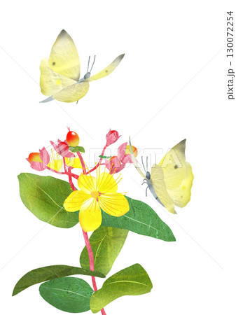 可愛い花のヒペリカムに集まるモンキー蝶の貼り絵切り絵イラスト 130072254