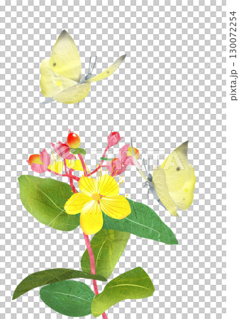 可愛的拼貼畫插圖：猴蝶聚集在金絲桃花上 130072254