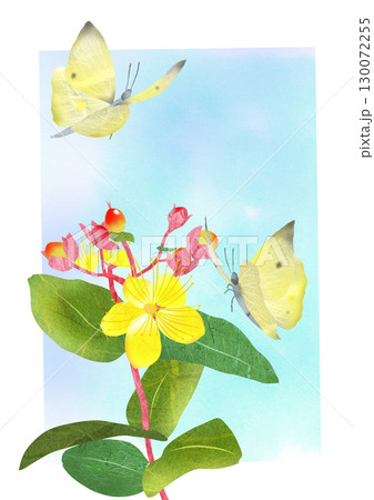 植物ヒペリカムと蝶の貼り絵切り絵イラスト背景有り 植物ヒペリカムと蝶の貼り絵切り絵イラスト背景有り 130072255