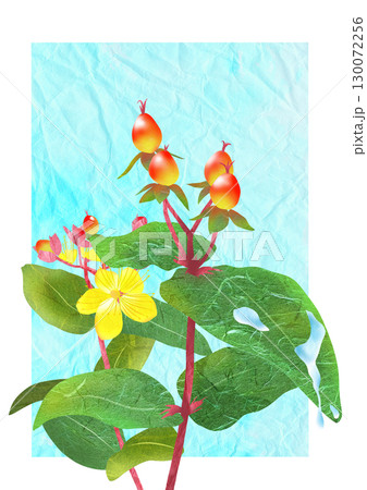 可愛い花と実のヒペリカムの貼り絵切り絵イラスト背景有り 可愛い花と実のヒペリカムの貼り絵切り絵イラスト背景有り 130072256