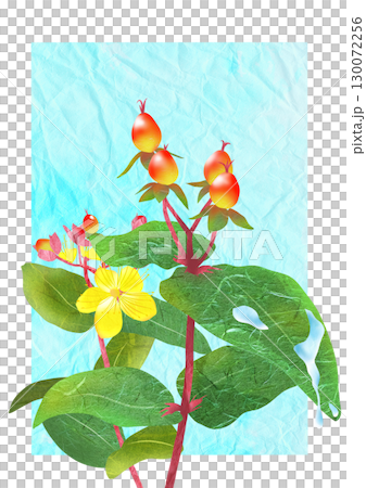 可愛い花と実のヒペリカムの貼り絵切り絵イラスト背景有り 可愛い花と実のヒペリカムの貼り絵切り絵イラスト背景有り 130072256