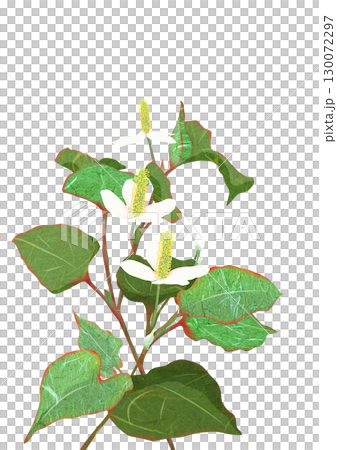 Collage and cut-out illustration of the medicinal plant Houttuynia cordata 130072297