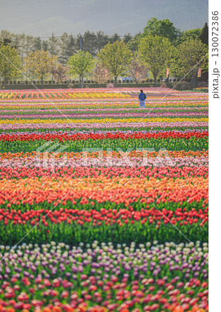 上湧別チューリップ公園 ― 北の大地を彩る春景色 130072386