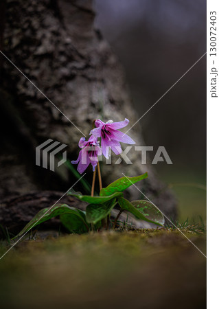 可憐な紫の花びらのカタクリ 130072403