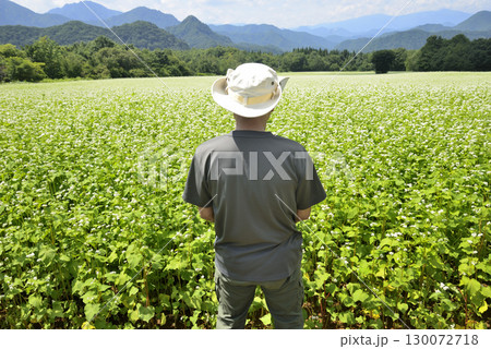 ソバ畑を散策している老人 130072718