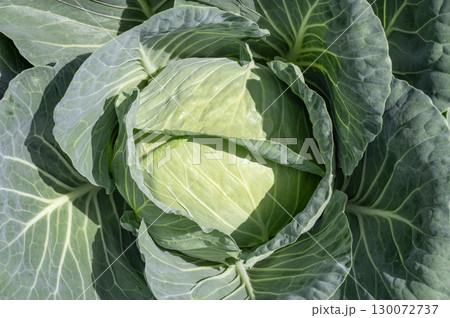 収穫間近の畑のキャベツ 130072737