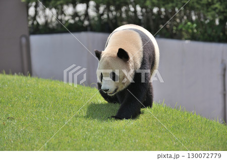 お散歩中の愛浜 お散歩中の愛浜 130072779