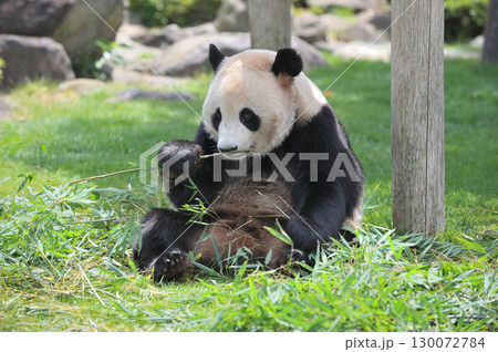 選んだ竹をチェックする愛浜 選んだ竹をチェックする愛浜 130072784