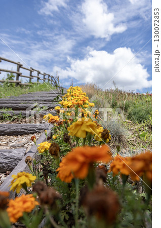 愛妻家の丘の階段を彩るマリーゴールド 130072853