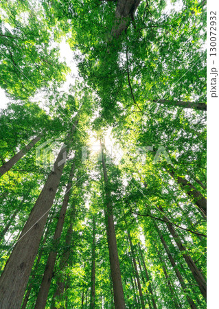 水元公園の新緑メタセコイアの森 130072932