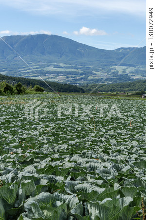 群馬県嬬恋村の広大なキャベツ畑 130072949