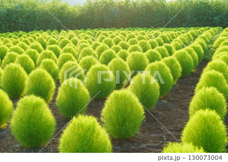 【山梨県】大石公園(富士河口湖町)のコキア・夏 130073004