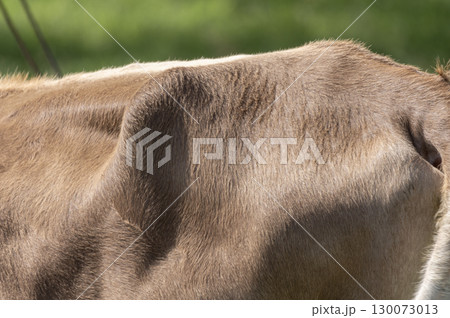 牧場の牛の毛並み 牧場の牛の毛並み 130073013