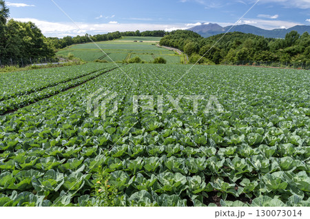群馬県嬬恋村の広大なキャベツ畑 群馬県嬬恋村の広大なキャベツ畑 130073014
